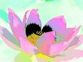 fleur-de-lotus-version-3-2011.jpg