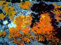 lichen-rouge-juillet-2010.jpg